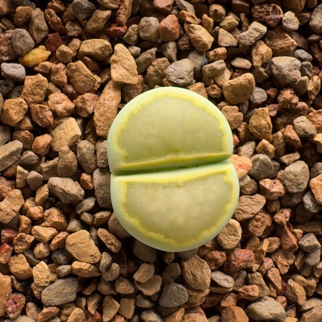 煮***茶1205-021绿菊菊菊菊