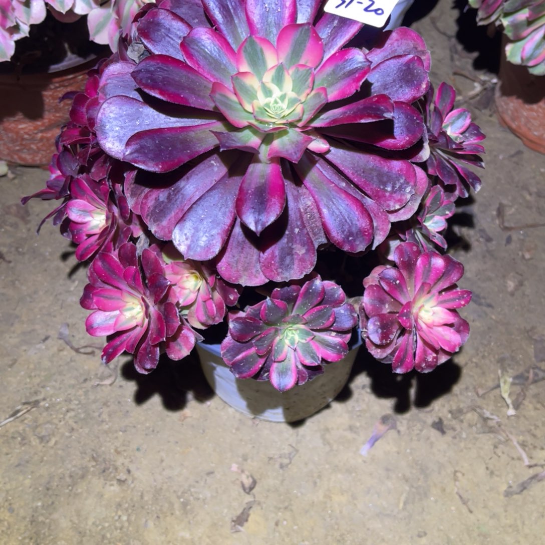 12-31-20美杜莎法师锦