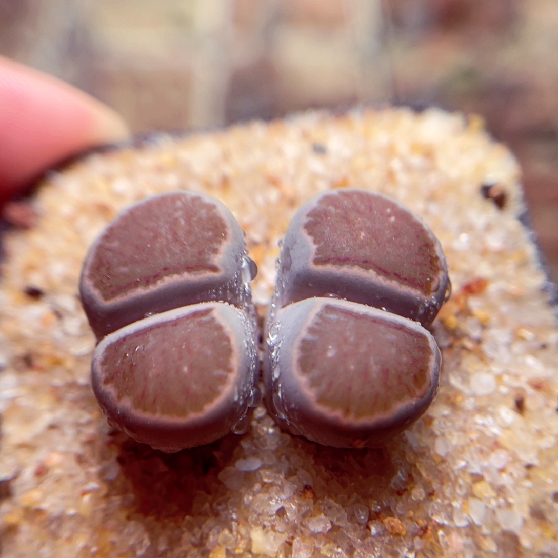 360号带盆包邮发货