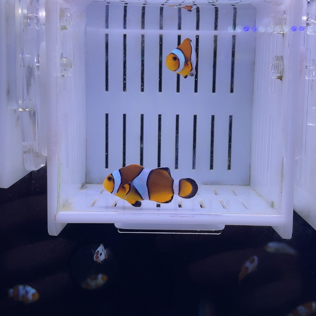 海水鱼精品粗黑边