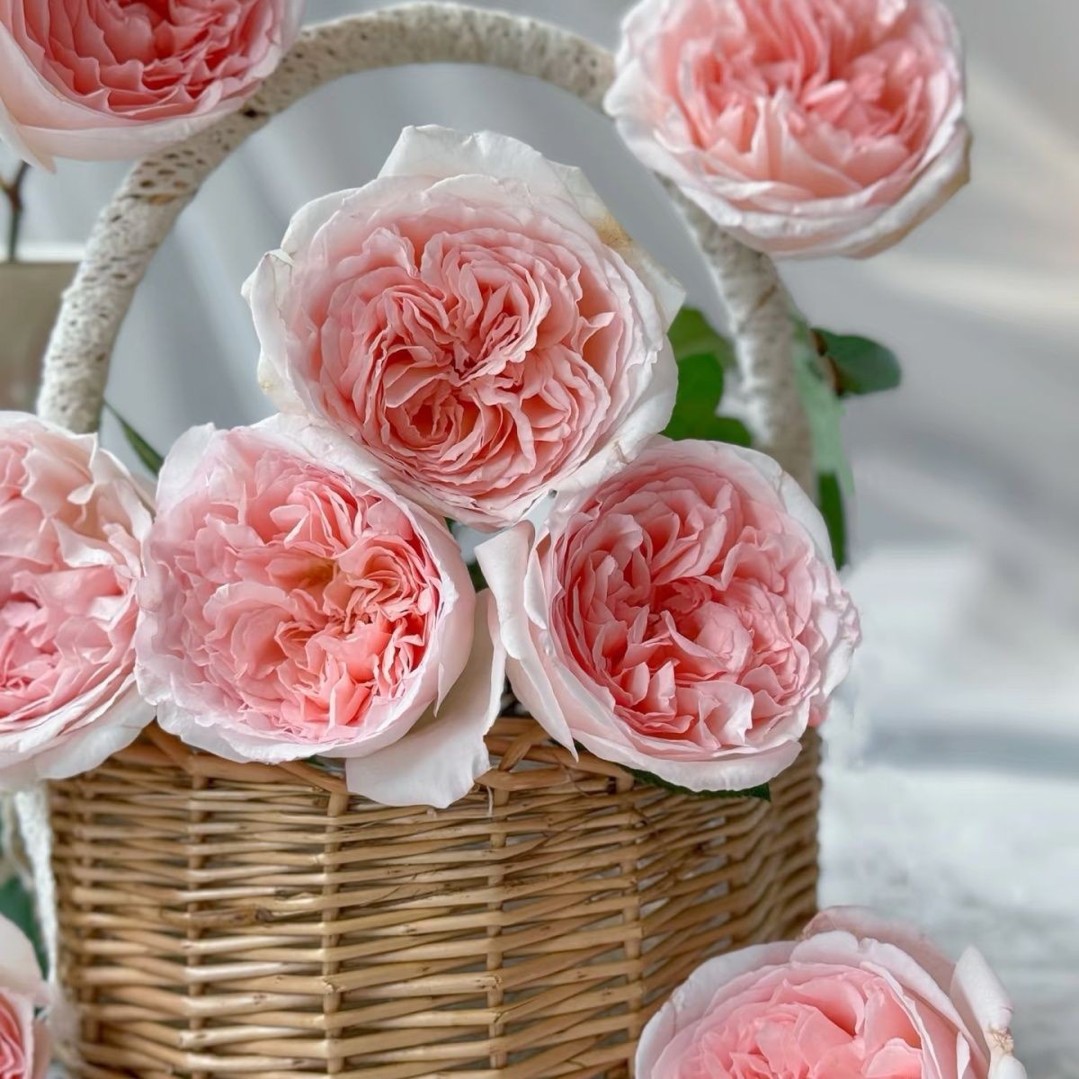 扦插中苗土球发【童话魔法】抗病浓香