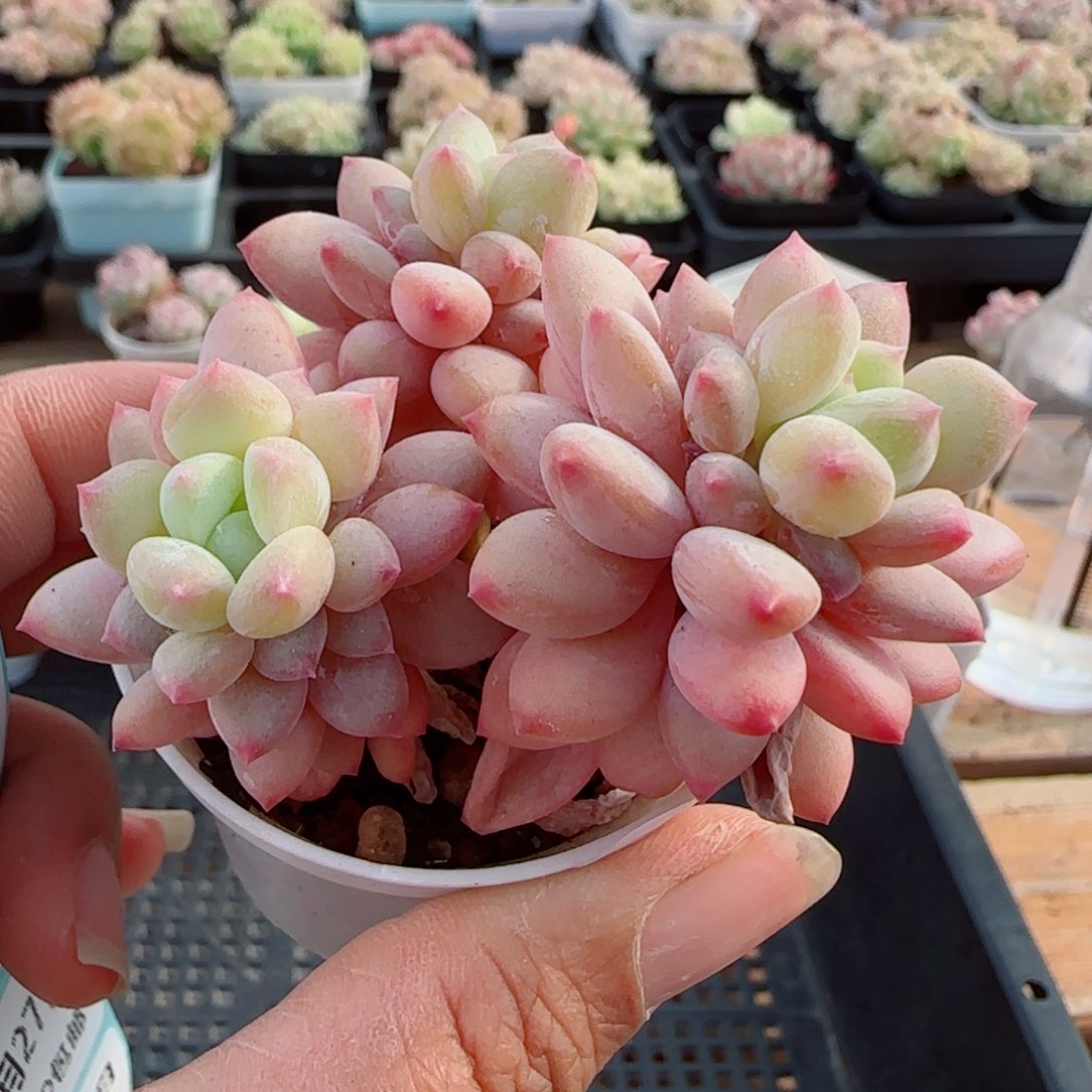 菲*猪花语逸镜0327-431