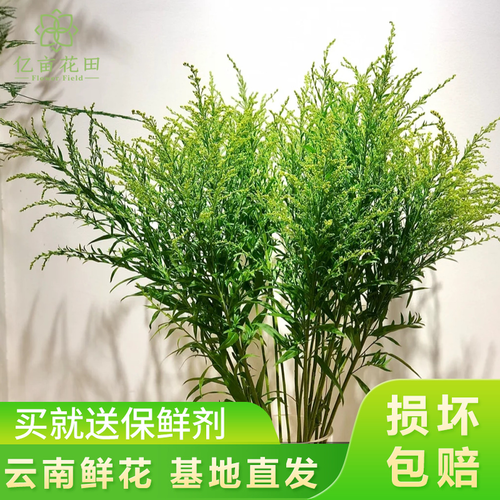 云南新鲜配草（跟主花一起发，不单发 不参与快递凑单）
