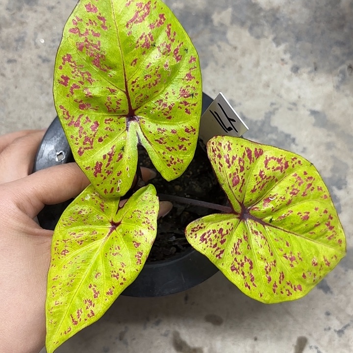 o****o71-0226彩叶芋广东现货