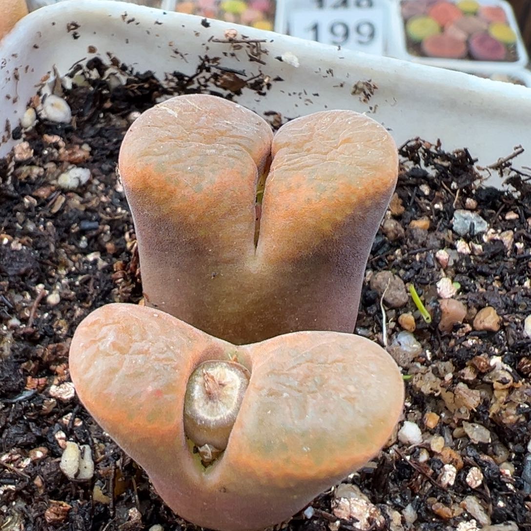 1.16好看的多肉278