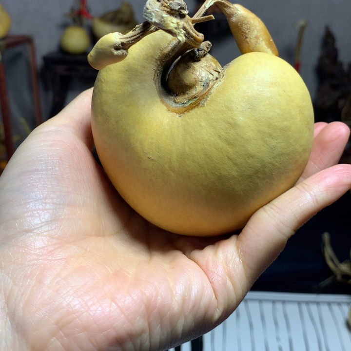 河***枣葫芦葫芦真的好可爱