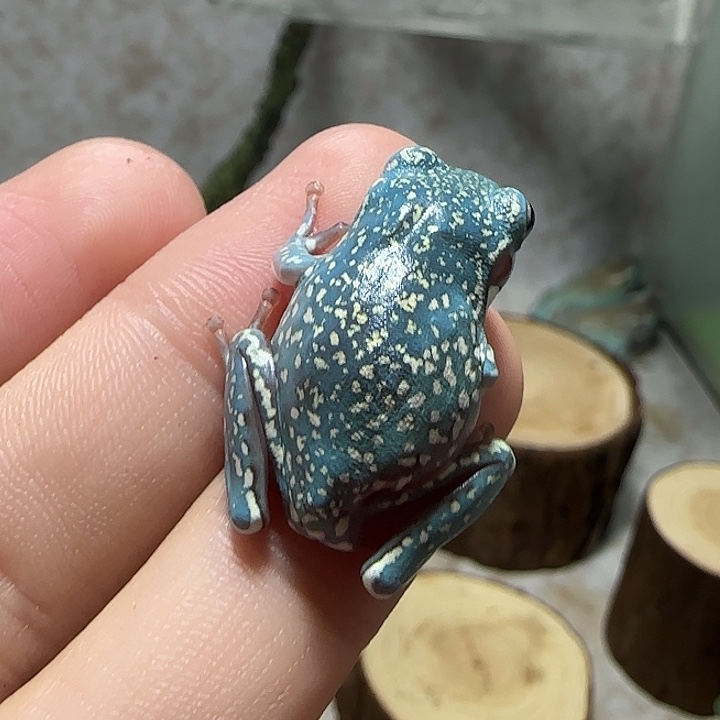 ****宁老爷树蛙专拍蓝紫暴雪