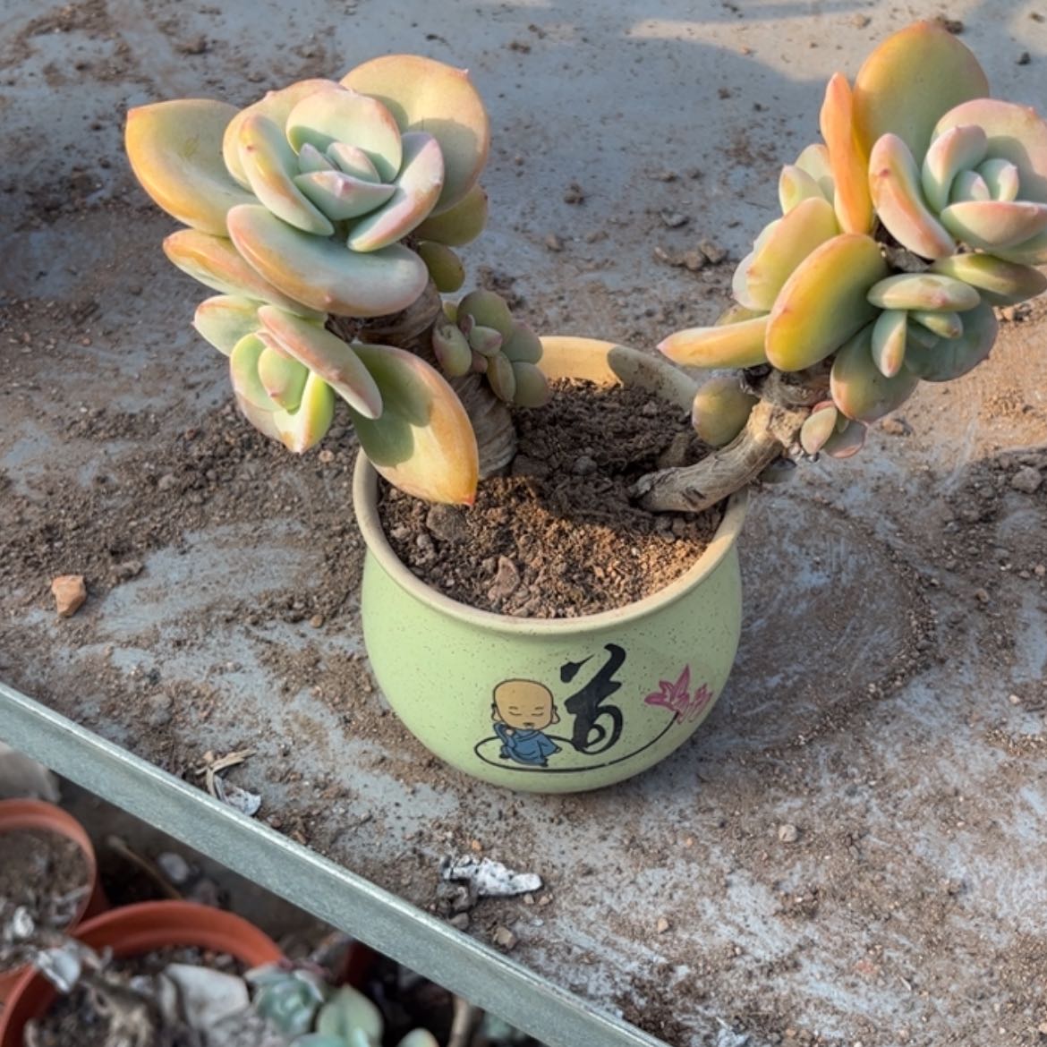 【闪购商品】无花朵F***y