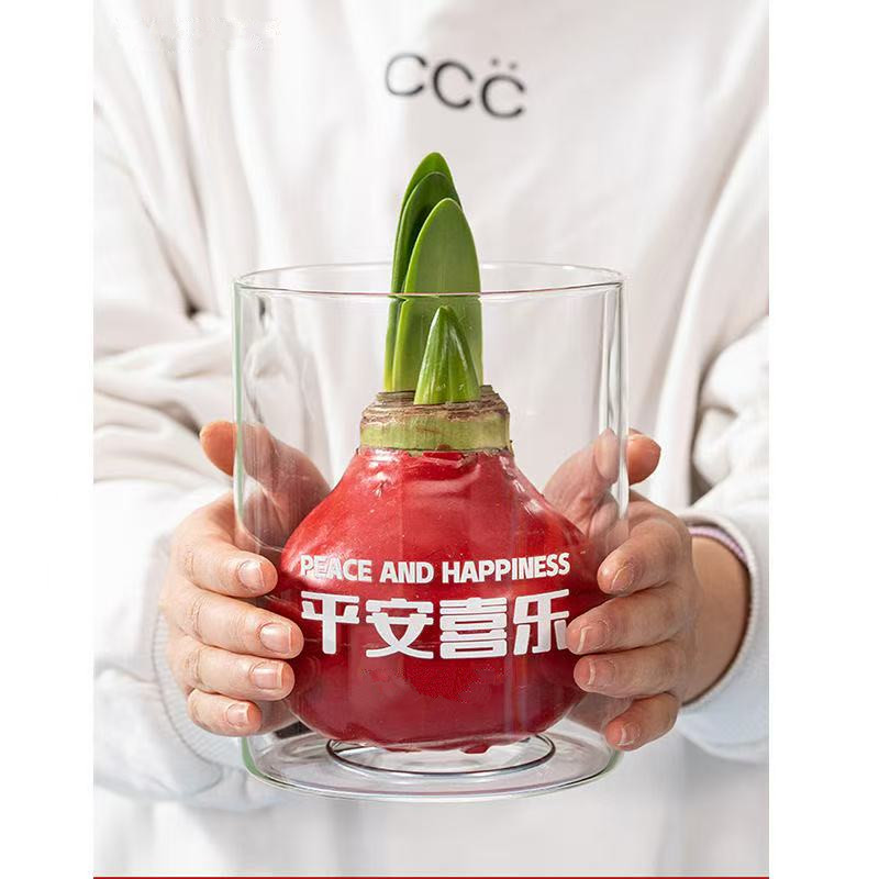 教师节礼物蜡封朱顶红埃弗雷种植盆栽礼盒植物创意客户伴手礼礼物