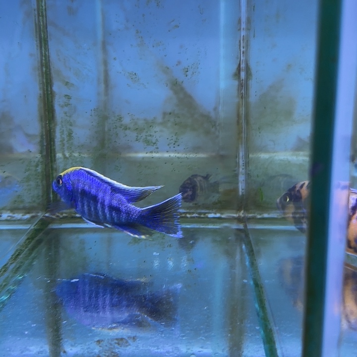 B***M慈鲷鱼289号111111111