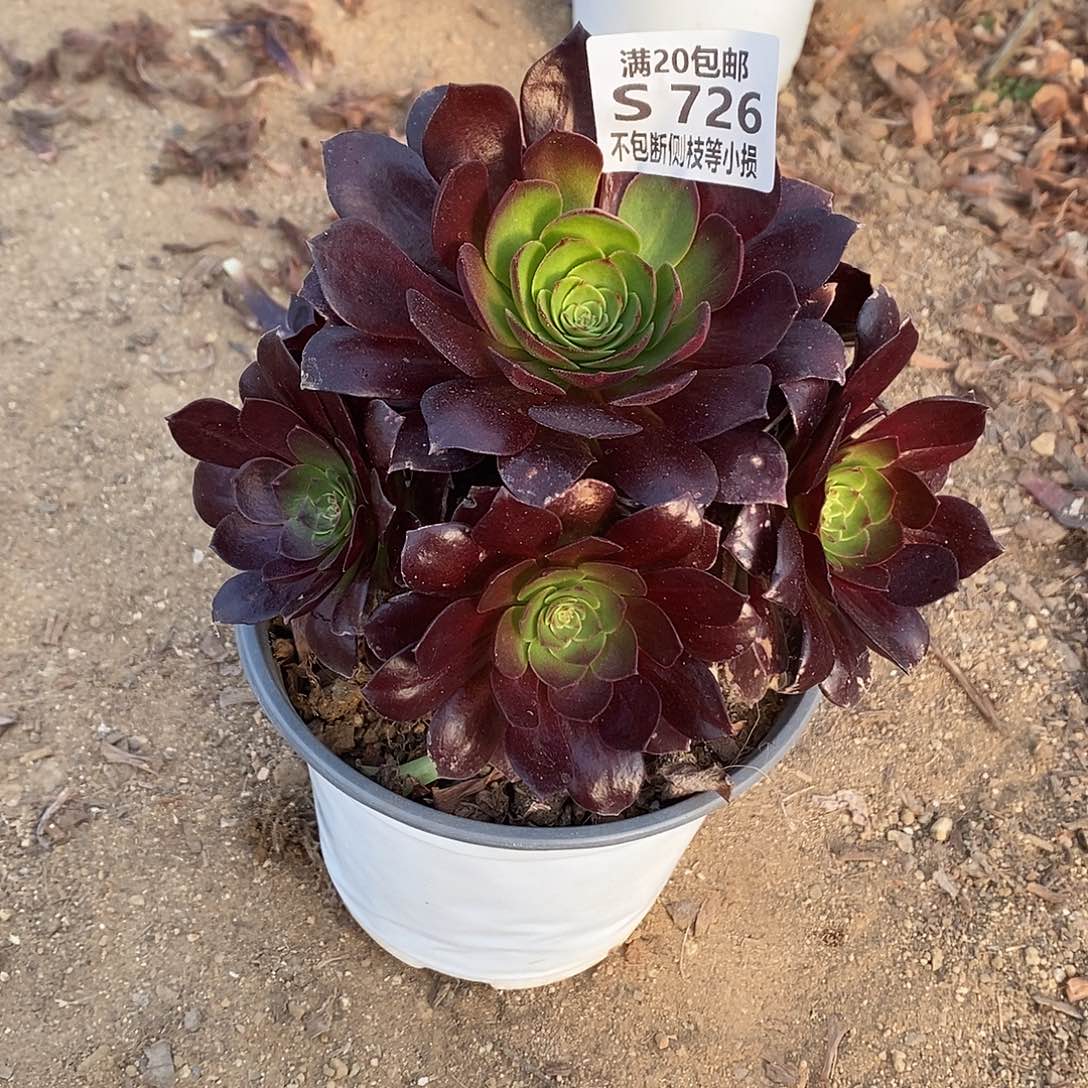 726赤焰莲多肉法师锦