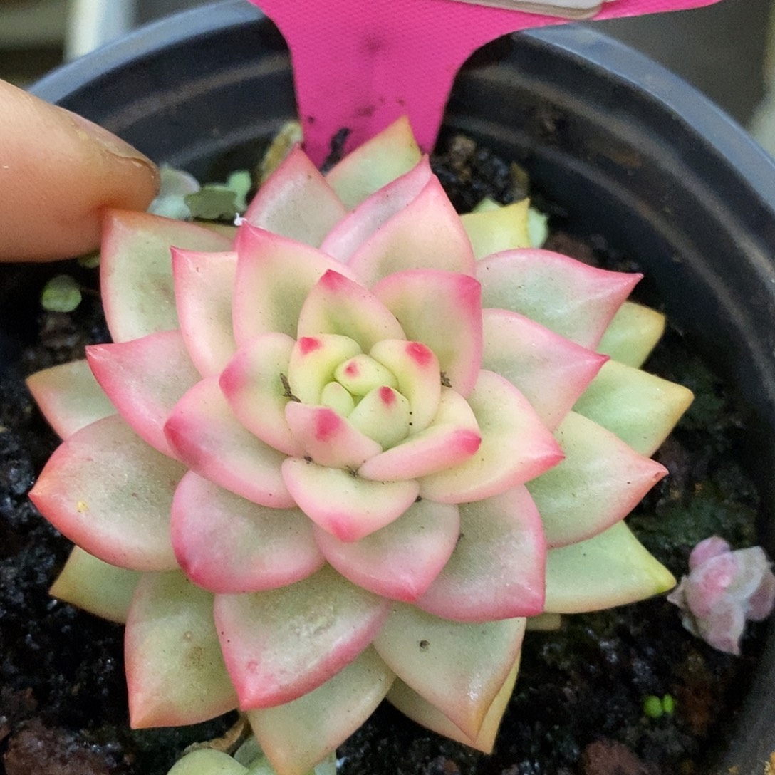 281炸福利哈哈哈哈哈哈