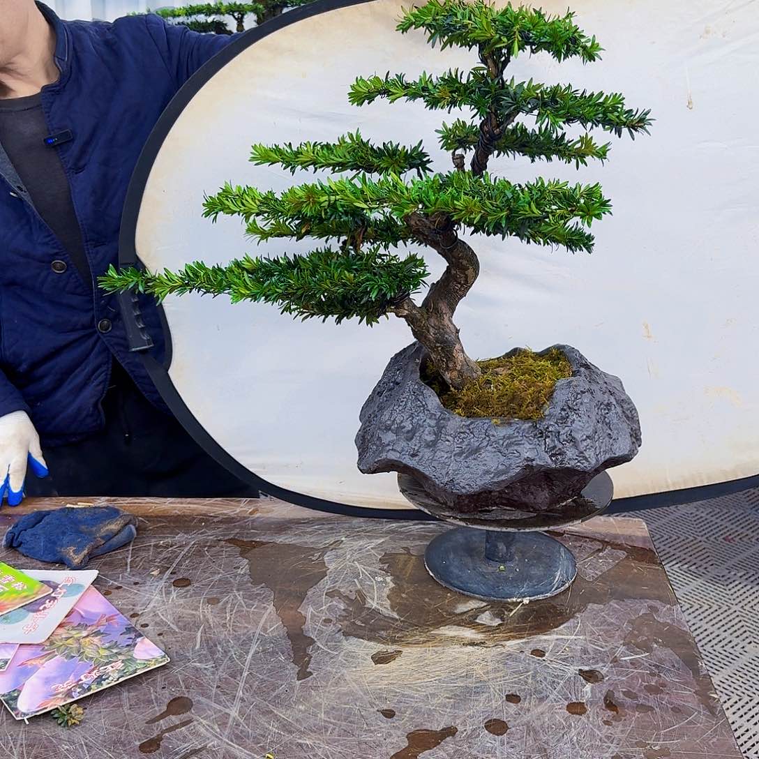 卢***森无花朵罗汉松一物一拍888