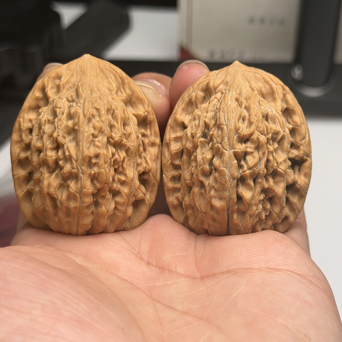 全品蓟县山一代望月狮子头