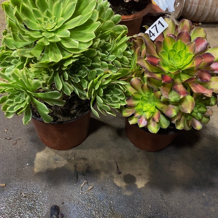 碧浪➕韶华326 471