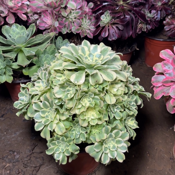 多肉植物法师绿豆莎10