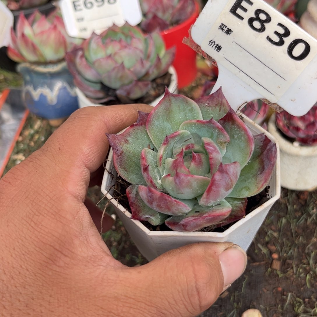 惊鸿一瞥830号多肉有瑕疵