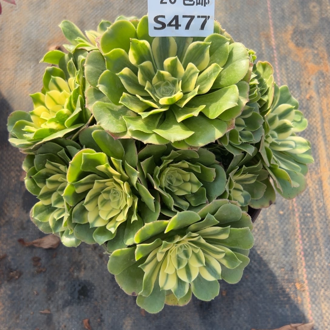 477新尼亚，满20包邮嘟叮熊