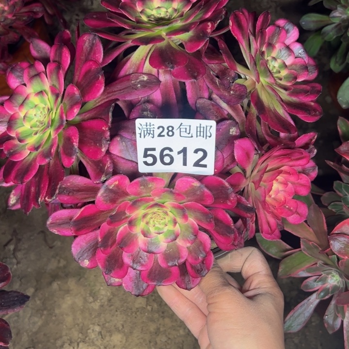 5612舞天姬多肉植物