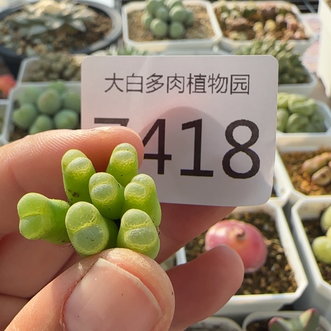 ๓***.7418 大白多肉植物园
