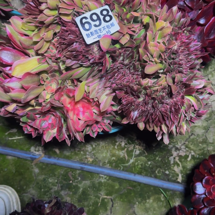 法师多肉29-33包邮花花