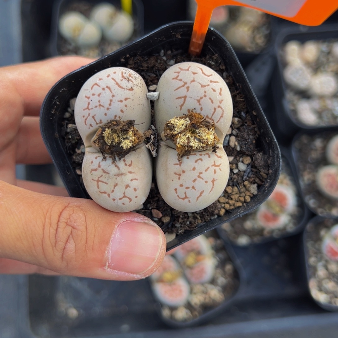 735 一物一拍，默认有伤，介意勿拍，不退不换