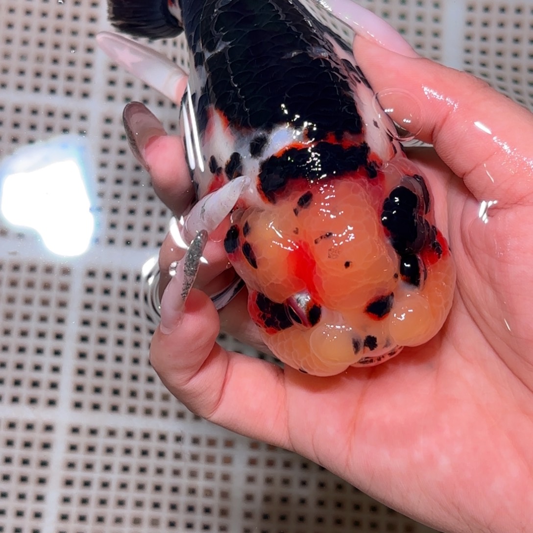 养***于金鱼拍包装包邮不拍包装运费到付