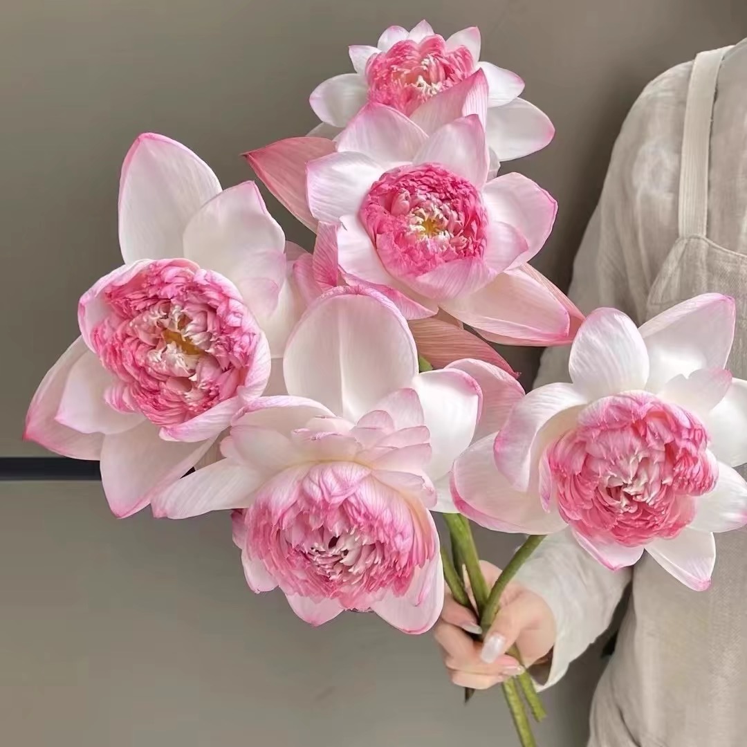 【顺丰特快】重瓣荷花观赏莲花真花发货花骨朵切花插花5朵 10朵