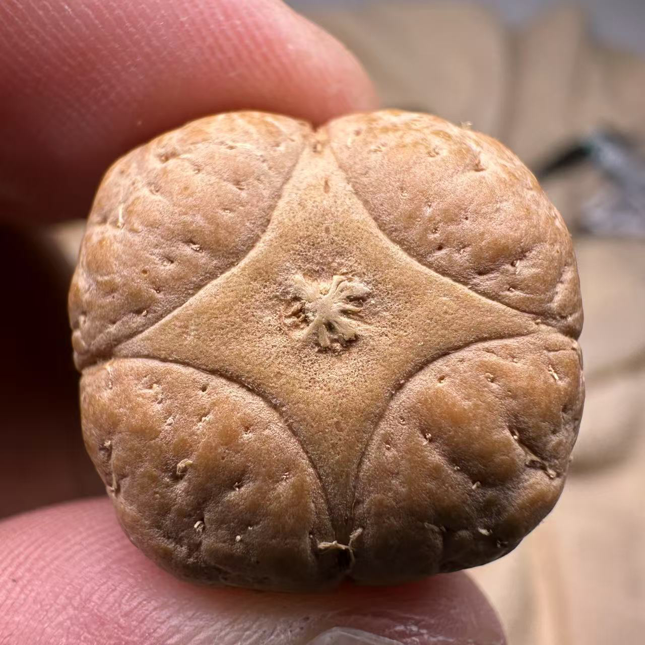 尼泊尔麒麟眼菩提，尺寸23，厚度14，s系列