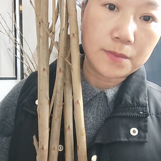 精品齐早10精布5棵送2