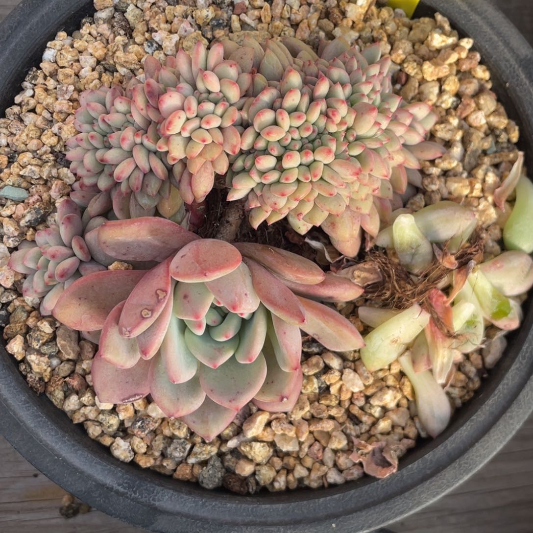 赵***T爱丽儿缀化赵TT58