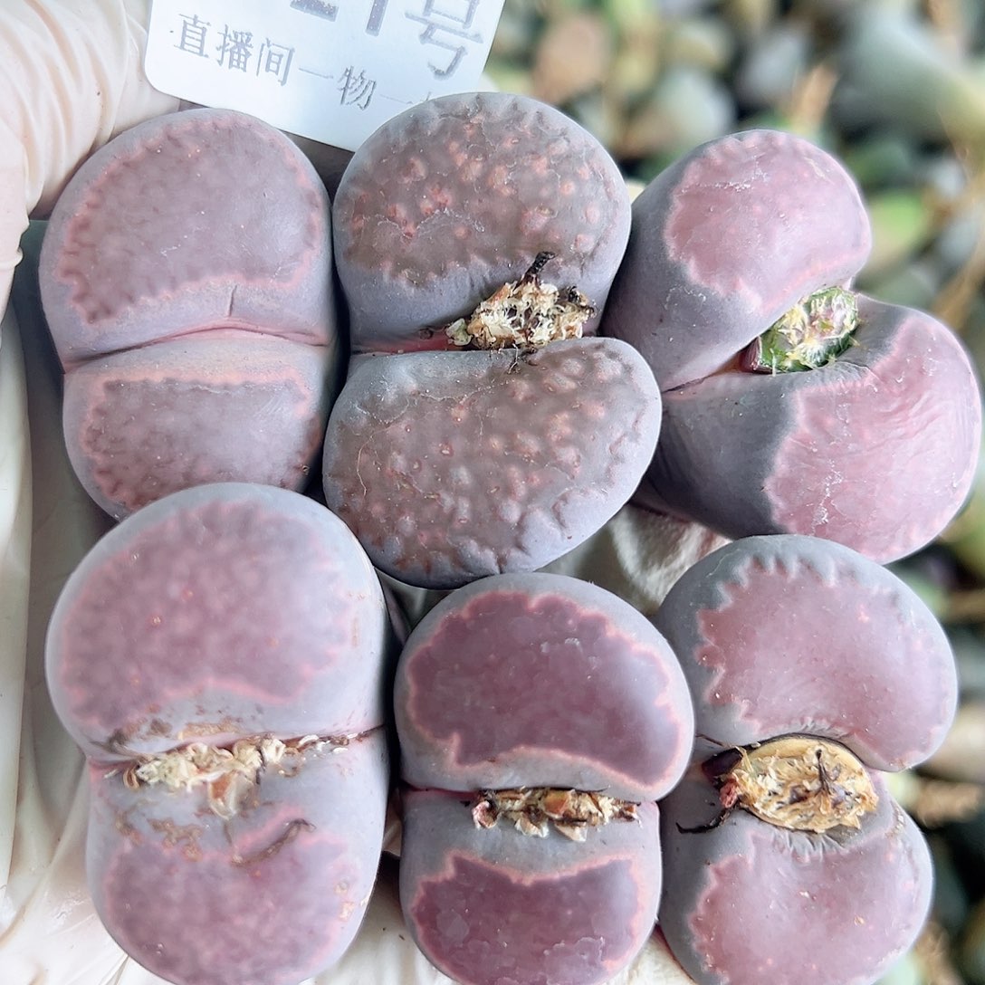 8721七年紫混合超极大单脚长腿特价出