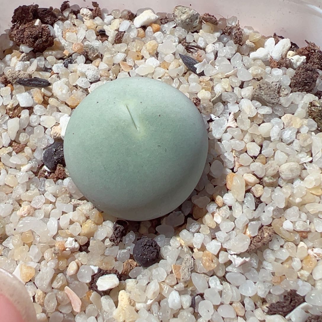 椰*?213-689多肉鸽子蛋