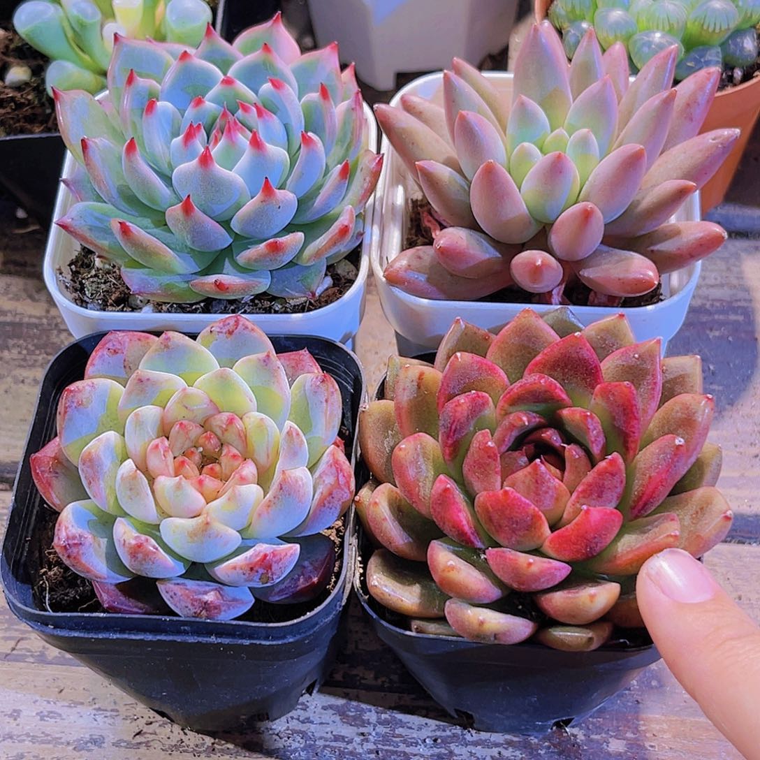 吉娃娃。蜻蜓。黑玫瑰 葡萄珍妮