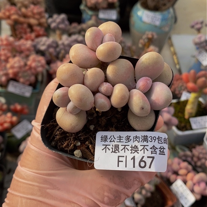 桃蛋5cm167多肉植物