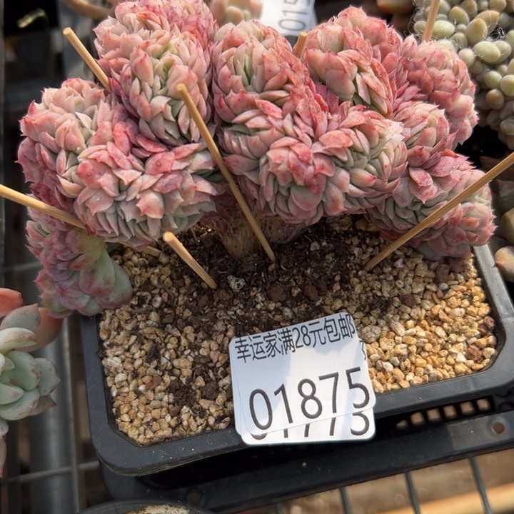 幸运的人会遇到你喜欢你