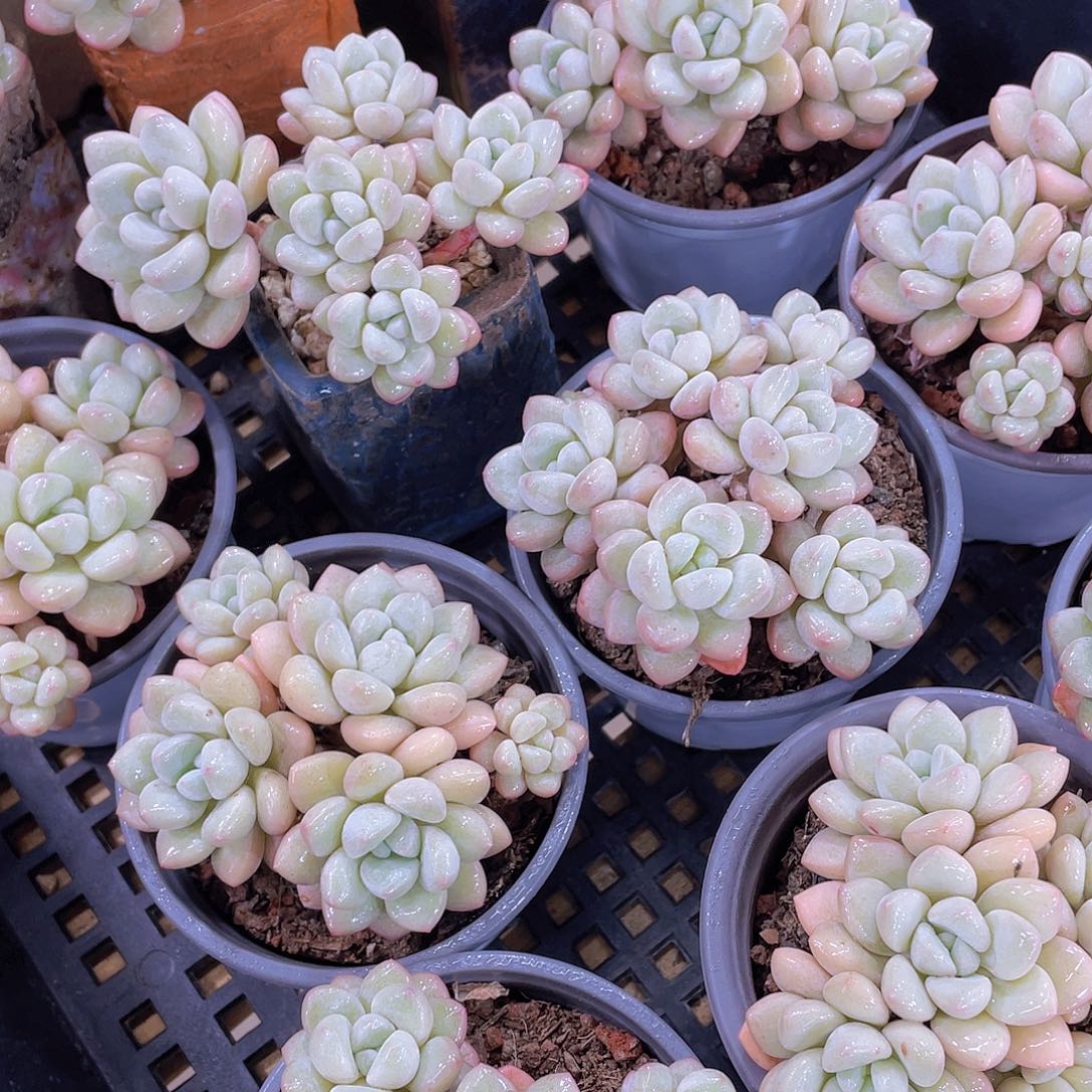 量拍125号 泡泡糖大群生五头起一个