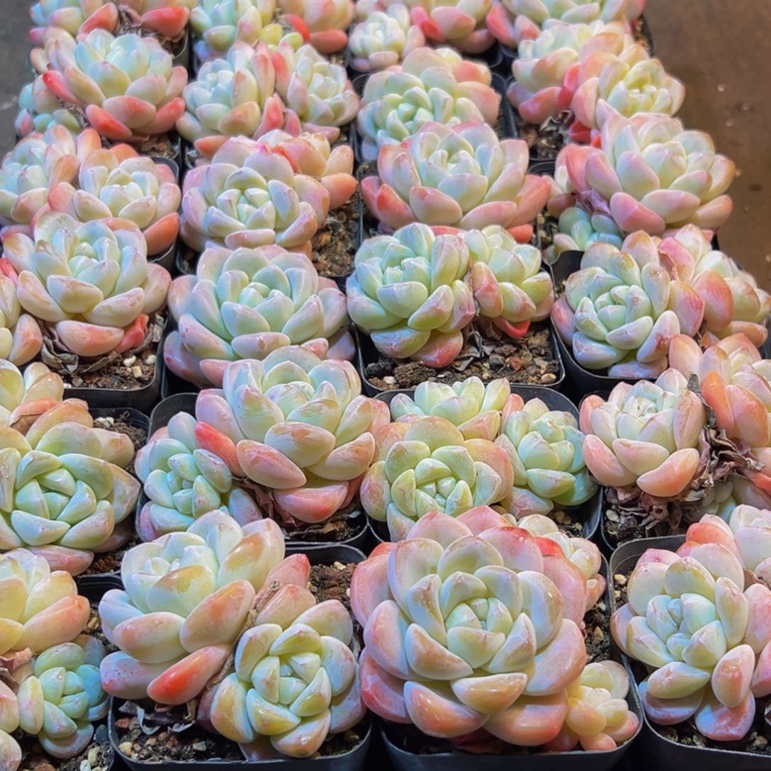 大***子874多肉葡萄的味道真的是