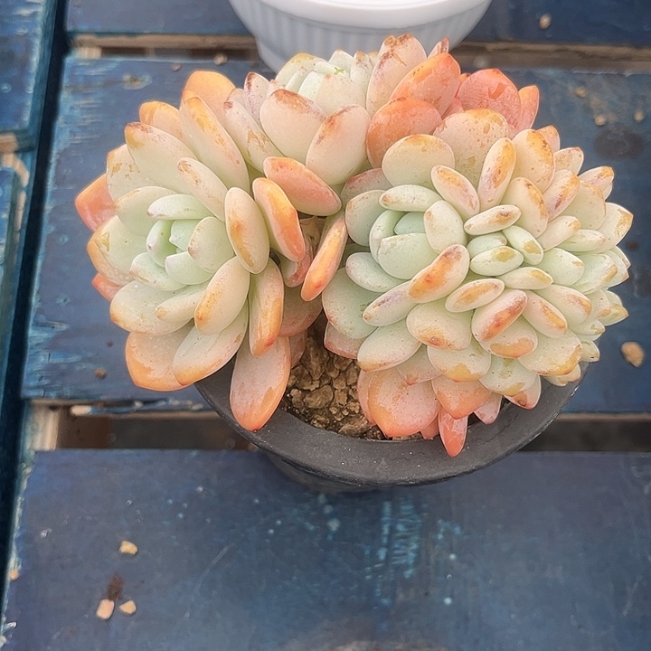林***默多肉植物冷香朵朵