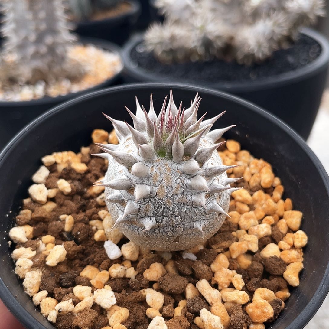 666666666666666666666