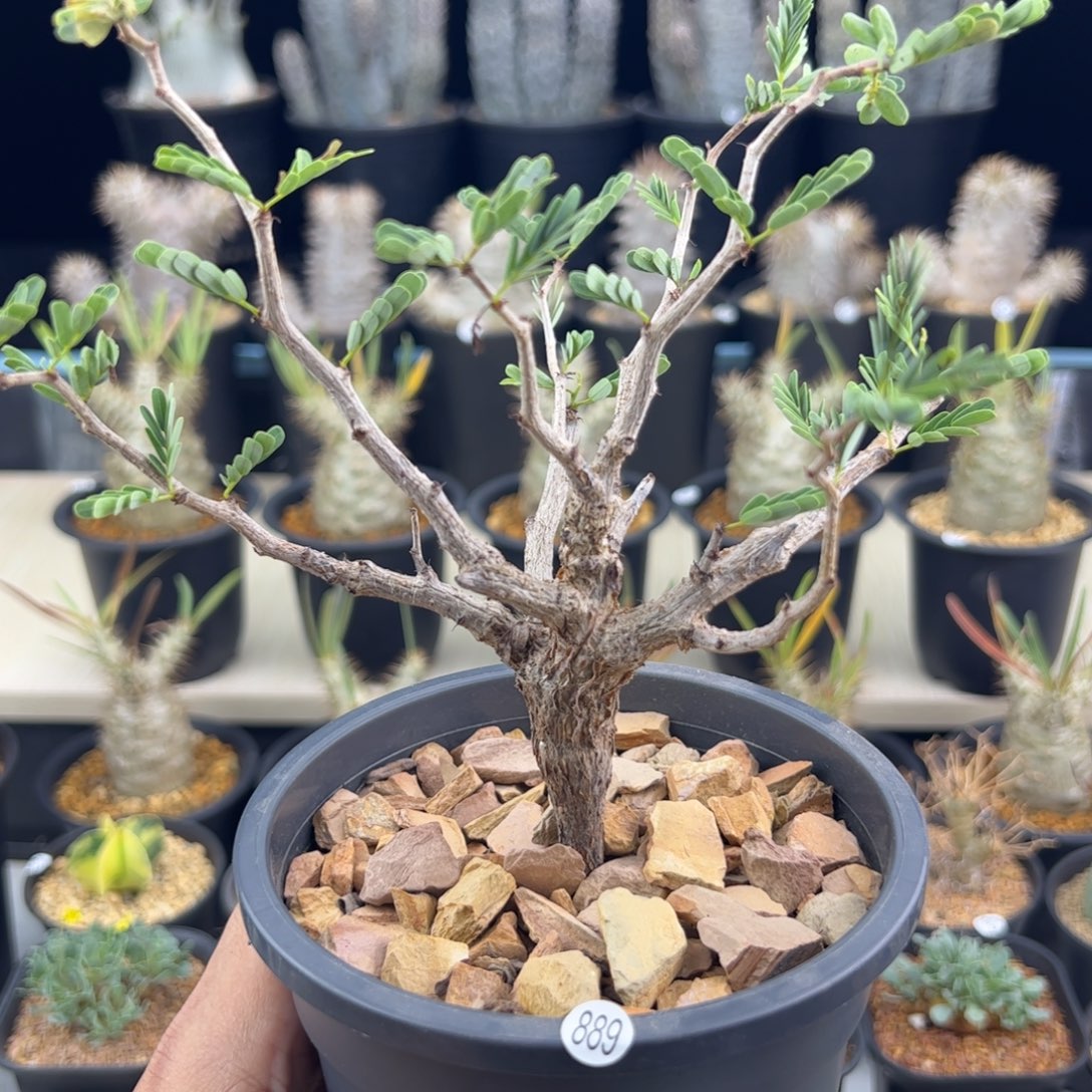 沙漠苏木实生一物一拍