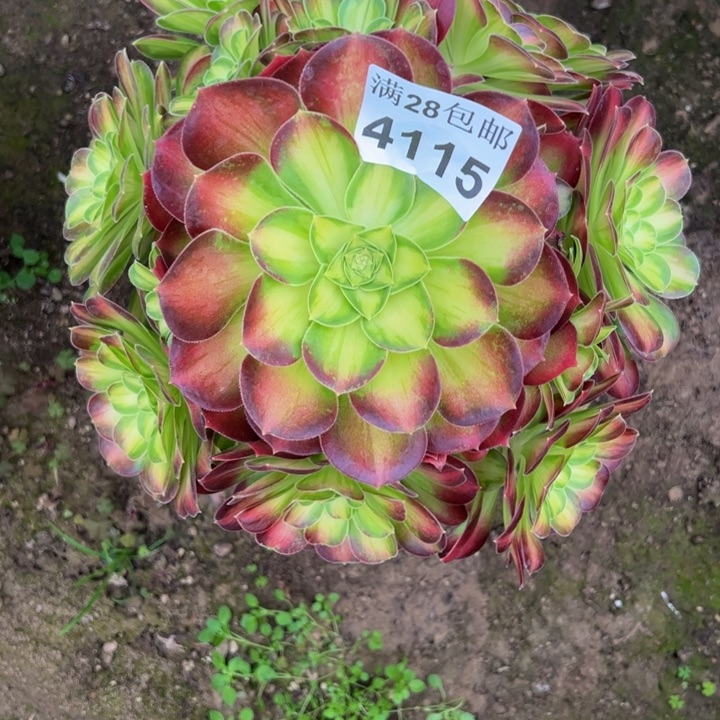 4115韶华多肉植物