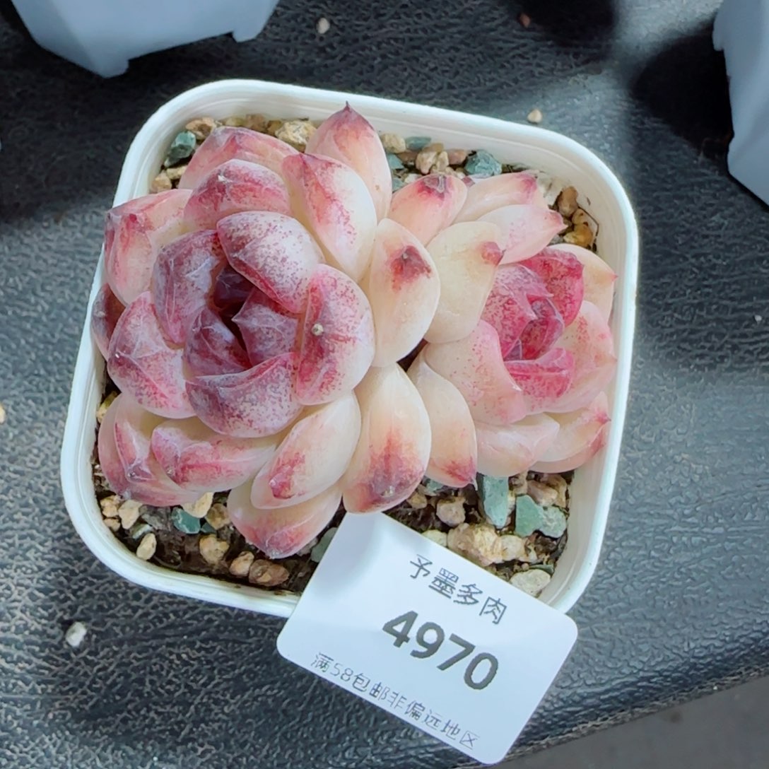 蔓越莓，4970多肉植物