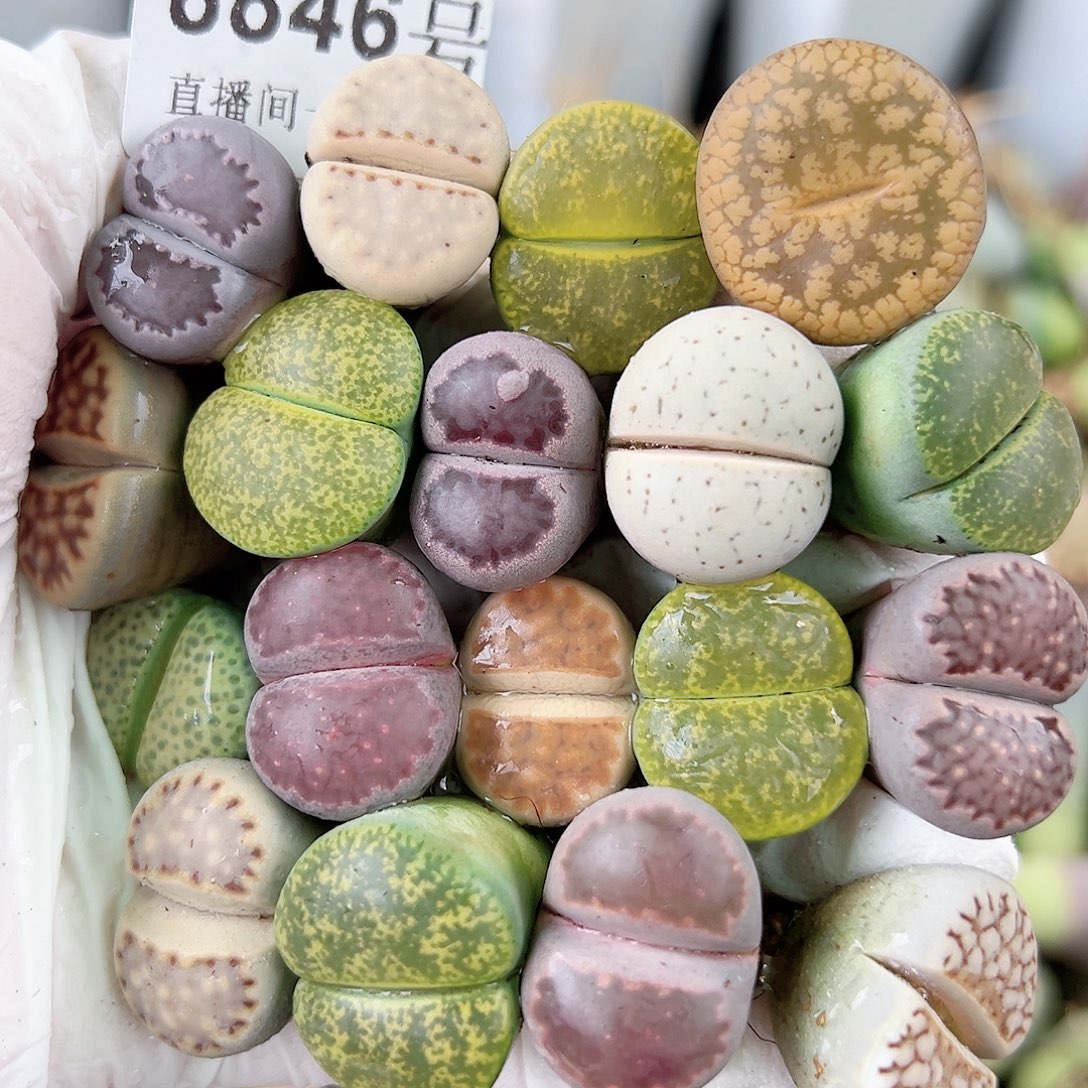 8846 好养易活生石花大母本18个