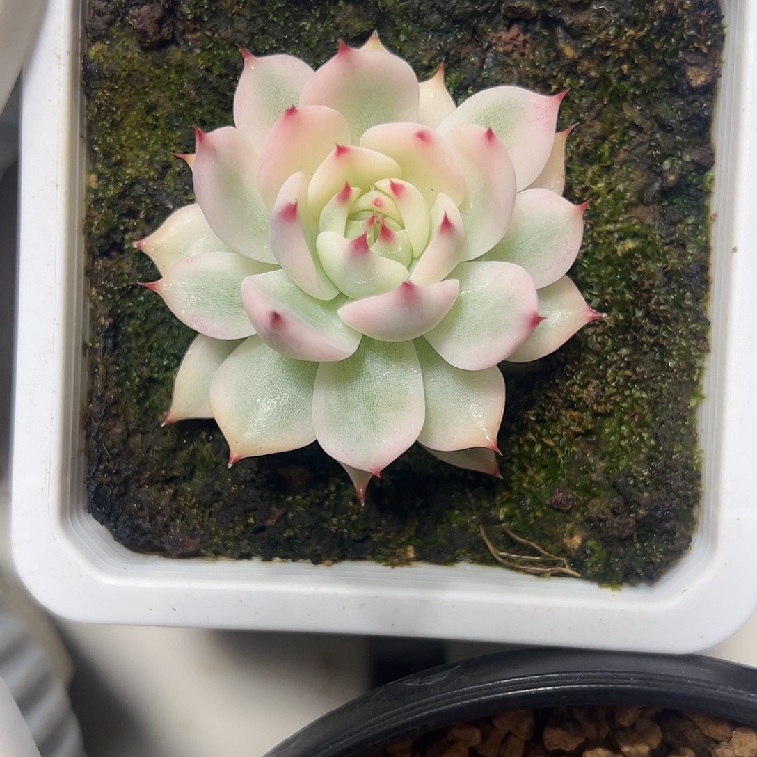 吉娃娃锦多肉植物