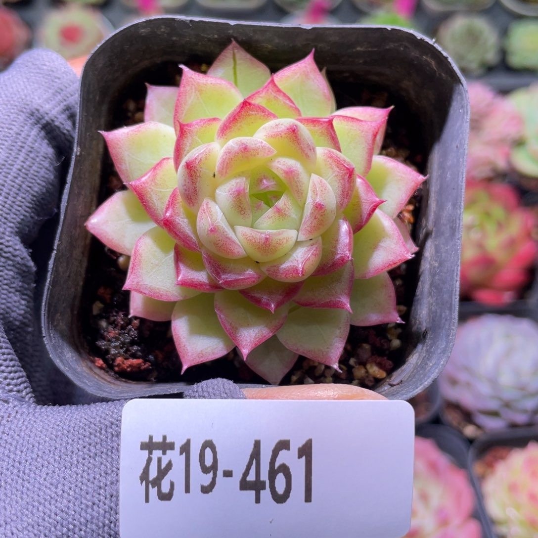 花利美19-461女王