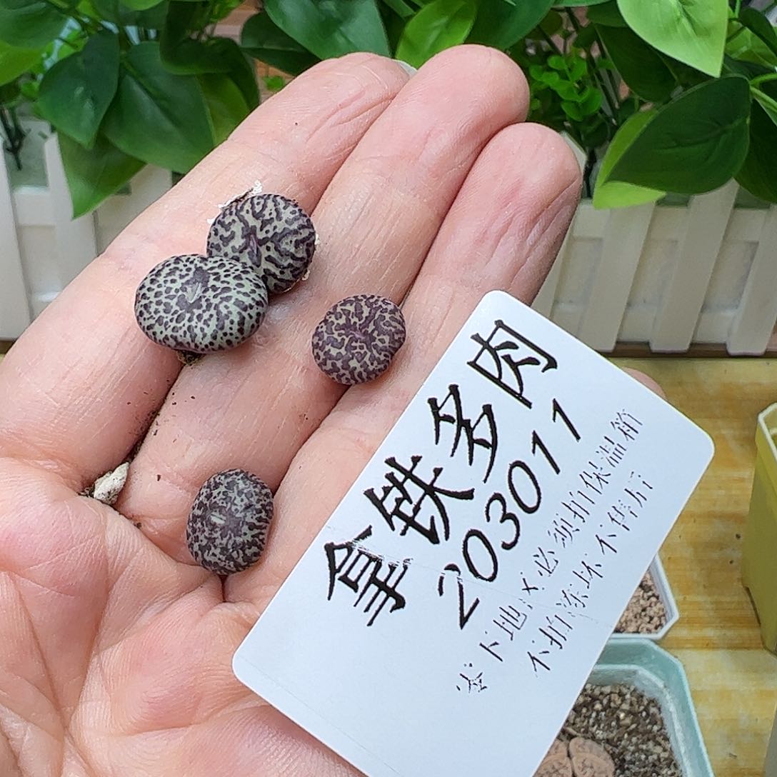 旁**多203011/恭喜发财………………