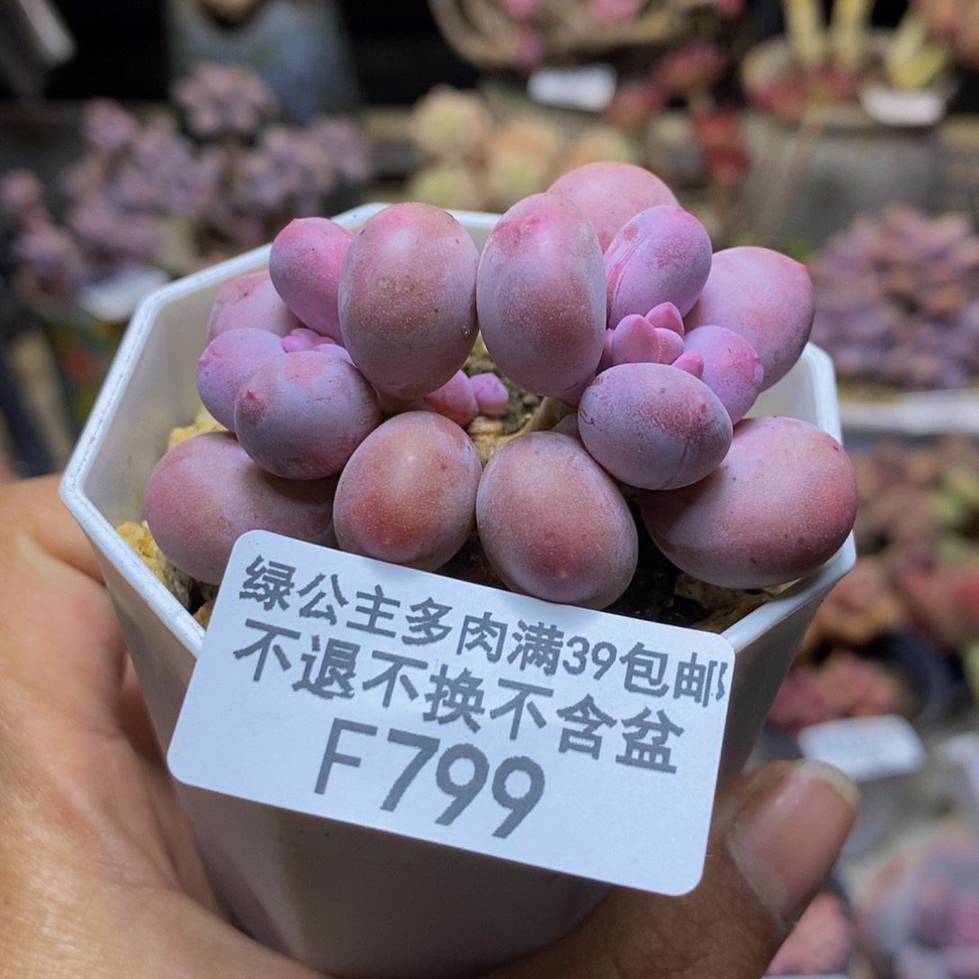 799糖豆奶多肉3c m