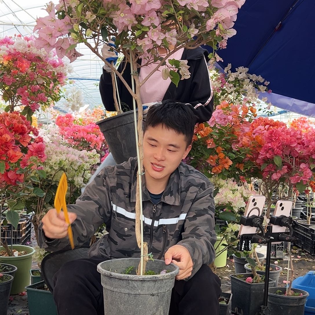 苏***英大部分花苞少量开放F79丽娜