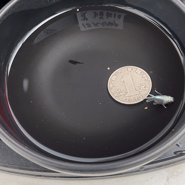 青鳉鱼球体3个74号